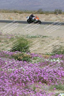 media/Feb-04-2023-SoCal Trackdays (Sat) [[8a776bf2c3]]/Turn 15 Inside Blooming (1050am)/